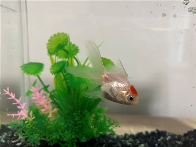 金魚との暮らし